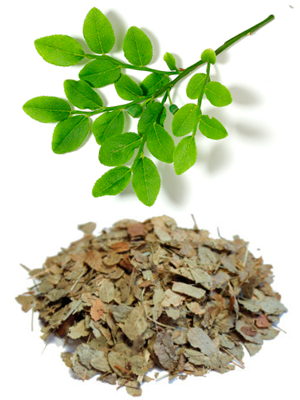 მოცვის ფოთოლი – Листья черники – Vaccínium myrtíllus