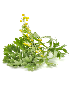 აბზინდა მწარე – Полынь горькая – Artemisia absinthium